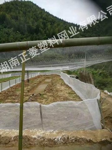 湖南岳陽(yáng)泥鰍基地防鳥(niǎo)網(wǎng)案例